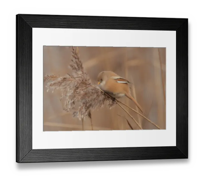 Framed Print : Bearded Tit (Panurus biarmicus) adult female, perched on reed stem, first ever example of species recorded in central Framed Print : Bearded Tit (Panurus biarmicus) adult female, perched on reed stem, first ever example of species recorded in central