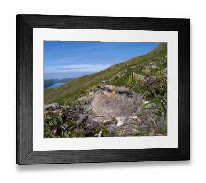 Framed Print : Kittlitzs Murrelet (Brachyramphus brevirostris) chick, about two days from fledging Framed Print : Kittlitzs Murrelet (Brachyramphus brevirostris) chick, about two days from fledging