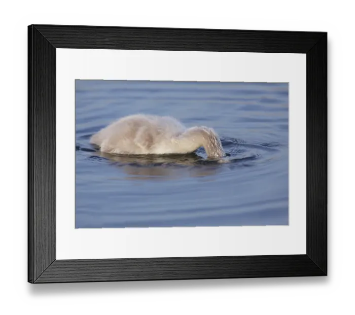 Framed Print : Mute Swan (Cygnus olor) cygnet, dabbling, feeding with head submerged under water surface, West Yorkshire, England Framed Print : Mute Swan (Cygnus olor) cygnet, dabbling, feeding with head submerged under water surface, West Yorkshire, England
