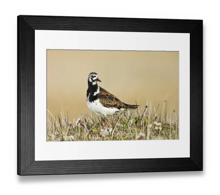 Framed Print : Ruddy Turnstone (Arenaria interpres) adult male, breeding plumage, standing on tundra, near Barrow, Alaska, U. S. A. June Framed Print : Ruddy Turnstone (Arenaria interpres) adult male, breeding plumage, standing on tundra, near Barrow, Alaska, U. S. A. June