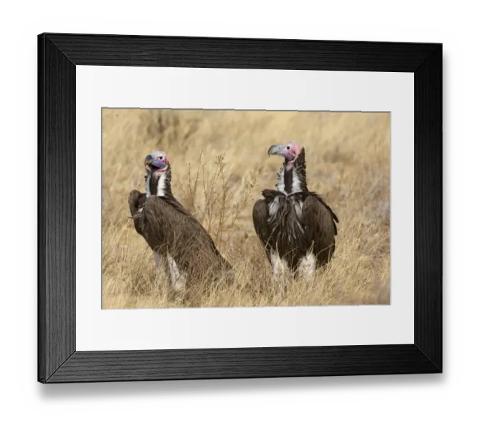 Framed Print : Lappet-faced Vulture (Torgos tracheliotus) two adults, standing in dry savannah, Samburu National Reserve, Kenya Framed Print : Lappet-faced Vulture (Torgos tracheliotus) two adults, standing in dry savannah, Samburu National Reserve, Kenya