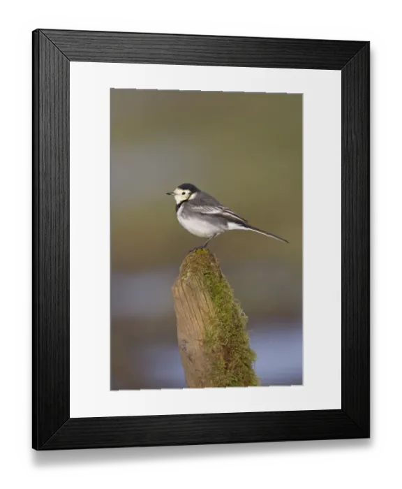Framed Print : Pied Wagtail (Motacilla alba yarrellii) adult male, winter plumage, perched on mossy post, Suffolk, England, December Framed Print : Pied Wagtail (Motacilla alba yarrellii) adult male, winter plumage, perched on mossy post, Suffolk, England, December