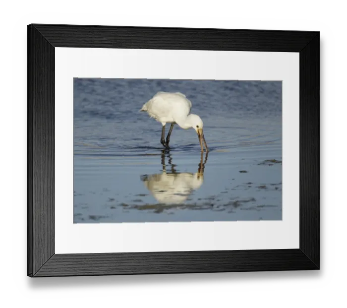 Framed Print : Eurasian Spoonbill (Platalea leucorodia) juvenile, feeding in shallow water, Guernsey, Channel Islands, May Framed Print : Eurasian Spoonbill (Platalea leucorodia) juvenile, feeding in shallow water, Guernsey, Channel Islands, May