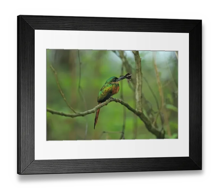 Framed Print : Rufous-tailed Jacamar (Galbula ruficauda) adult female, with butterfly prey in beak, perched on twig, Trinidad Framed Print : Rufous-tailed Jacamar (Galbula ruficauda) adult female, with butterfly prey in beak, perched on twig, Trinidad