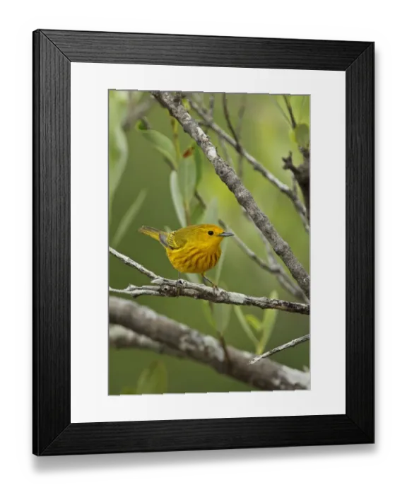 Framed Print : Yellow Warbler (Setophaga petechia gundlachi) adult male, perched on mangrove twig, Zapata Peninsula Framed Print : Yellow Warbler (Setophaga petechia gundlachi) adult male, perched on mangrove twig, Zapata Peninsula