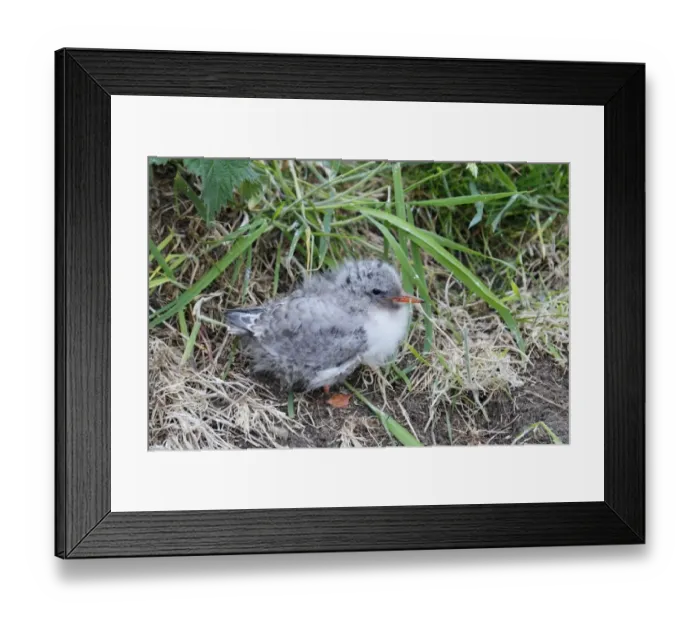 Framed Print : Arctic Tern (Sterna paradisea) chick, standing on nest, Farne Islands, Northumberland, England, June Framed Print : Arctic Tern (Sterna paradisea) chick, standing on nest, Farne Islands, Northumberland, England, June
