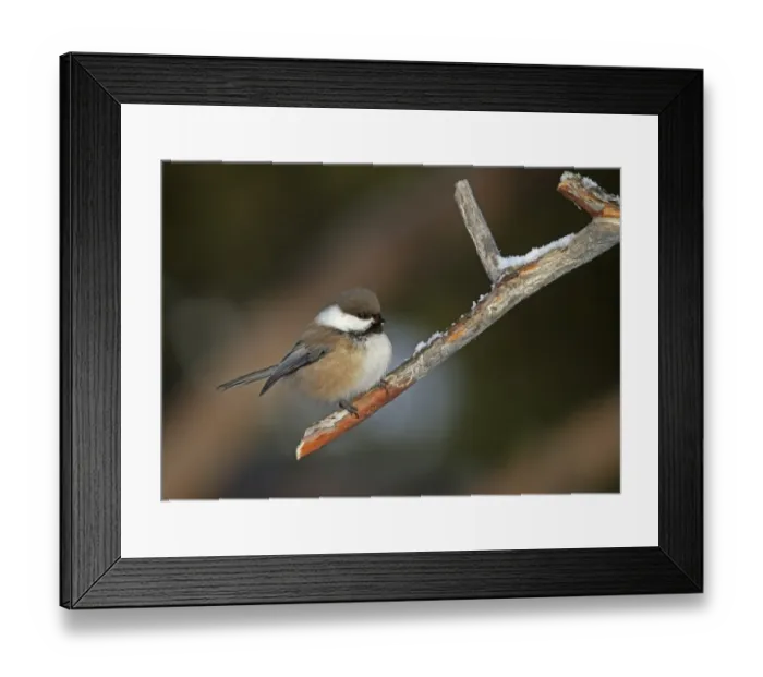 Framed Print : Siberian Tit (Parus cinctus) adult, perched on twig, Lapland, Finland, March Framed Print : Siberian Tit (Parus cinctus) adult, perched on twig, Lapland, Finland, March