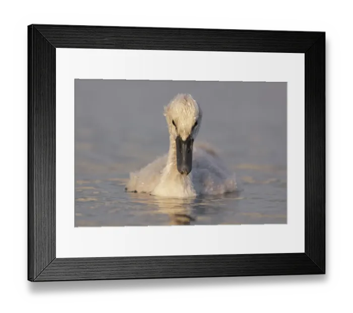 Framed Print : Mute Swan (Cygnus olor) cygnet, swimming, with water droplets on feathers, West Yorkshire, England, July Framed Print : Mute Swan (Cygnus olor) cygnet, swimming, with water droplets on feathers, West Yorkshire, England, July