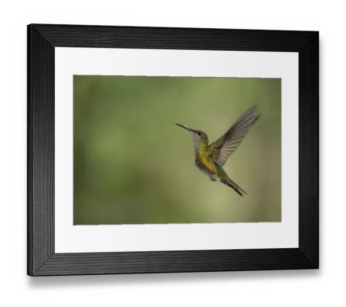 Framed Print : Green-crowned Brilliant (Heliodoxa jacula) adult female, in flight, Costa Rica, March Framed Print : Green-crowned Brilliant (Heliodoxa jacula) adult female, in flight, Costa Rica, March