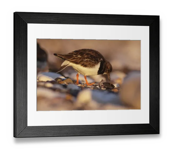 Framed Print : Ruddy Turnstone (Arenaria interpres) adult, non-breeding plumage, foraging for bivalves on rocky beach, East Yorkshire