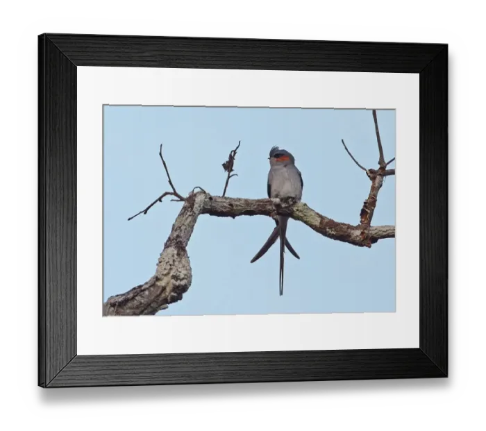 Framed Print : Crested Treeswift (Hemiprocne coronata) adult male, perched on branch, Prey Veng, Cambodia, January Framed Print : Crested Treeswift (Hemiprocne coronata) adult male, perched on branch, Prey Veng, Cambodia, January