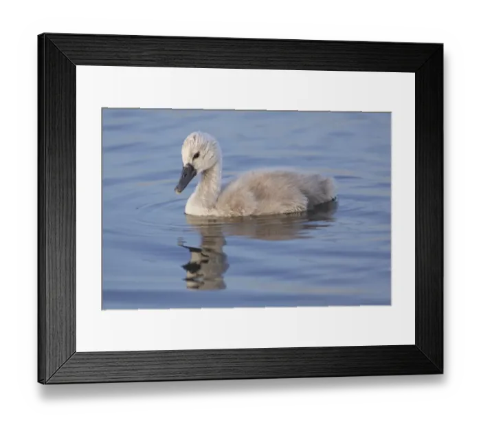 Framed Print : Mute Swan (Cygnus olor) cygnet, swimming, West Yorkshire, England, July Framed Print : Mute Swan (Cygnus olor) cygnet, swimming, West Yorkshire, England, July