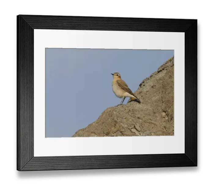 Framed Print : Northern Wheatear (Oenanthe oenanthe) adult female, standing on rock, Lemnos, Greece, April Framed Print : Northern Wheatear (Oenanthe oenanthe) adult female, standing on rock, Lemnos, Greece, April