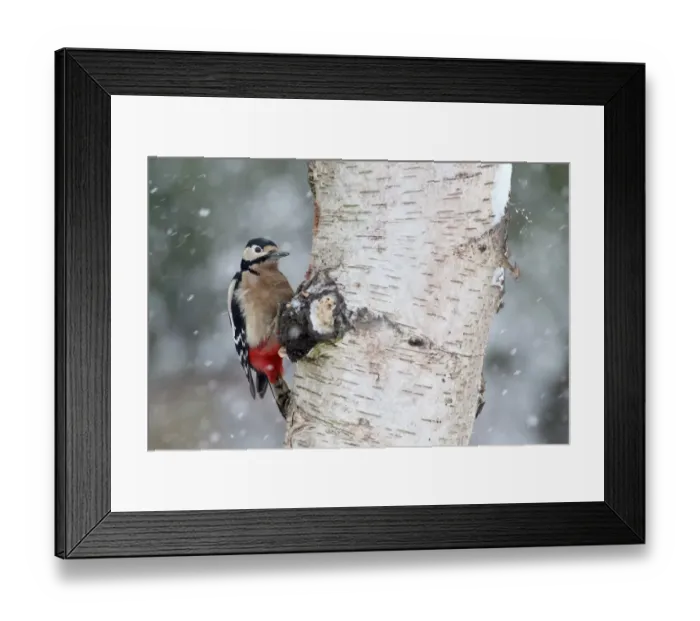 Framed Print : Great Spotted Woodpecker (Dendrocopos major) adult female, clinging to Silver Birch (Betula pendula) Framed Print : Great Spotted Woodpecker (Dendrocopos major) adult female, clinging to Silver Birch (Betula pendula)