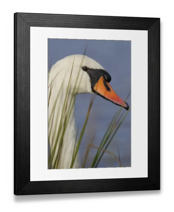 Framed Print : Mute Swan (Cygnus olor) adult, close-up of head and neck, Warwickshire, England, November Framed Print : Mute Swan (Cygnus olor) adult, close-up of head and neck, Warwickshire, England, November