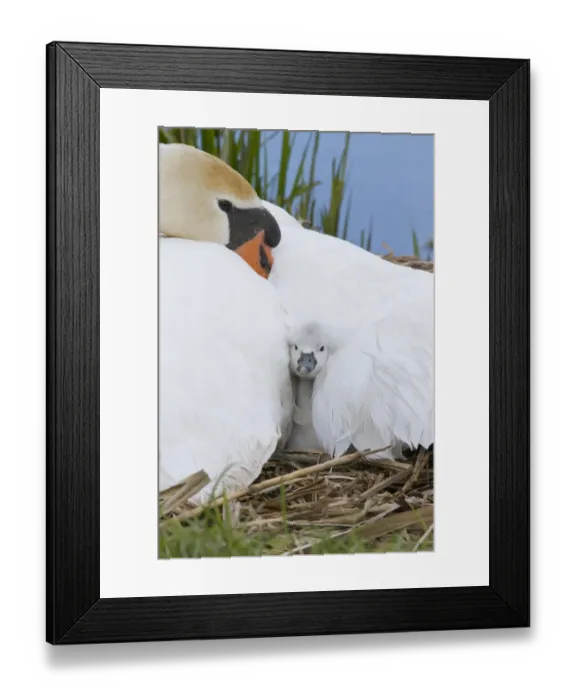 Framed Print : Mute Swan (Cygnus olor) cygnet, sheltering under adult female at nest, Suffolk, England, May Framed Print : Mute Swan (Cygnus olor) cygnet, sheltering under adult female at nest, Suffolk, England, May