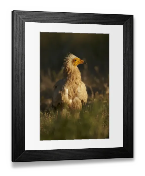 Framed Print : Egyptian Vulture (Neophron percnopterus) adult, standing on ground, Extremadura, Spain, May Framed Print : Egyptian Vulture (Neophron percnopterus) adult, standing on ground, Extremadura, Spain, May