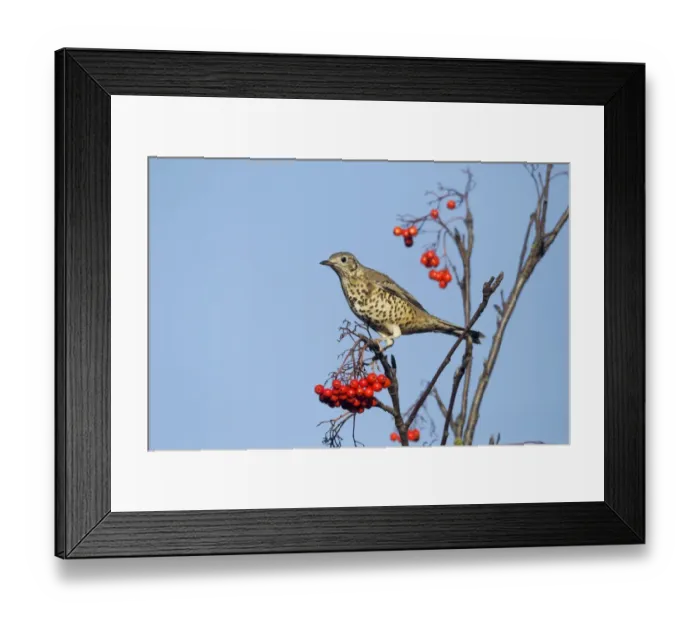 Framed Print : Mistle Thrush (Turdus viscivorus) adult, feeding on Rowan (Sorbus aucuparia) berries, Warwickshire, England, November Framed Print : Mistle Thrush (Turdus viscivorus) adult, feeding on Rowan (Sorbus aucuparia) berries, Warwickshire, England, November