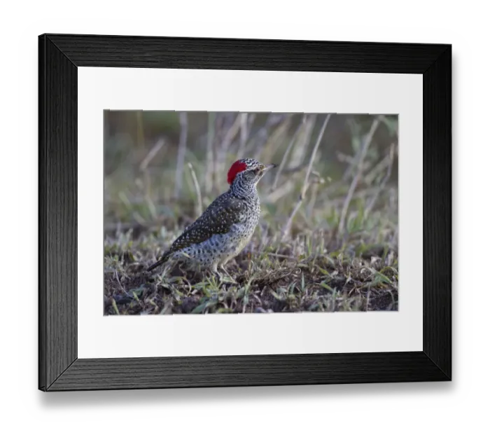 Framed Print : Nubian Woodpecker (Campethera nubica) adult female, foraging on ground, Serengeti N. P. Tanzania, December Framed Print : Nubian Woodpecker (Campethera nubica) adult female, foraging on ground, Serengeti N. P. Tanzania, December