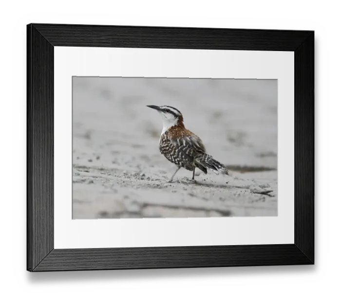Framed Print : Rufous-naped Wren (Campylorhynchus rufinucha) adult, standing on sand, Costa Rica, April Framed Print : Rufous-naped Wren (Campylorhynchus rufinucha) adult, standing on sand, Costa Rica, April