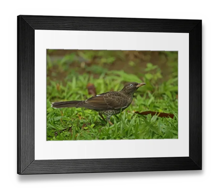 Framed Print : Pearly-eyed Thrasher (Margarops fuscatus klinikowskii) adult, standing on ground, Fond Doux Plantation, St Framed Print : Pearly-eyed Thrasher (Margarops fuscatus klinikowskii) adult, standing on ground, Fond Doux Plantation, St