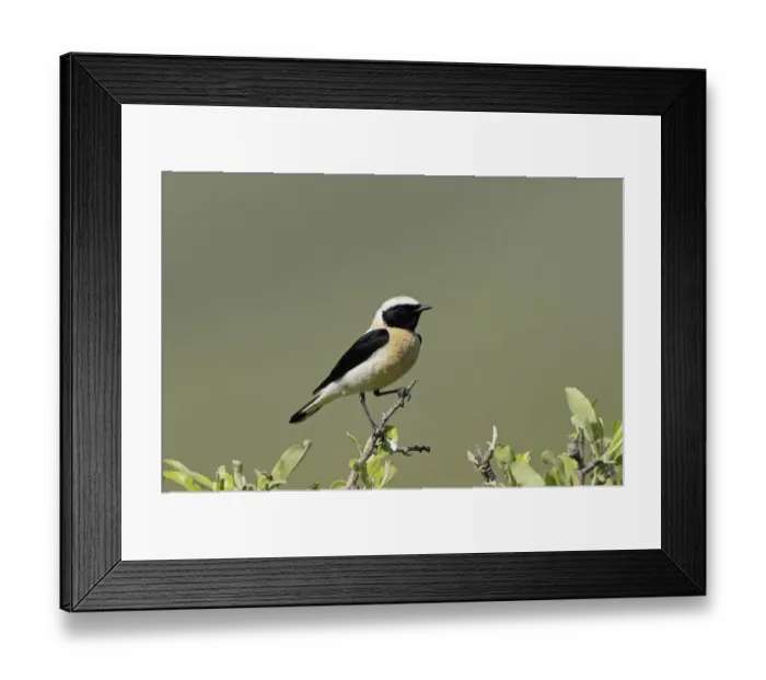 Framed Print : Eastern Black-eared Wheatear (Oenanthe hispanica melanoleuca) black-throated form, adult male, summer plumage Framed Print : Eastern Black-eared Wheatear (Oenanthe hispanica melanoleuca) black-throated form, adult male, summer plumage