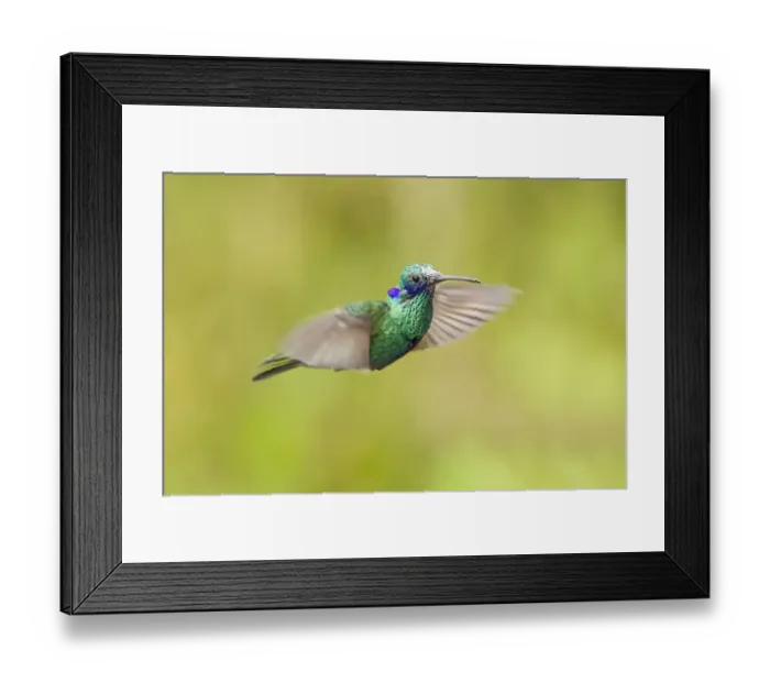 Framed Print : Sparkling Violet-ear (Colibri coruscans) adult male, in flight, hovering in montane rainforest, Andes, Ecuador Framed Print : Sparkling Violet-ear (Colibri coruscans) adult male, in flight, hovering in montane rainforest, Andes, Ecuador
