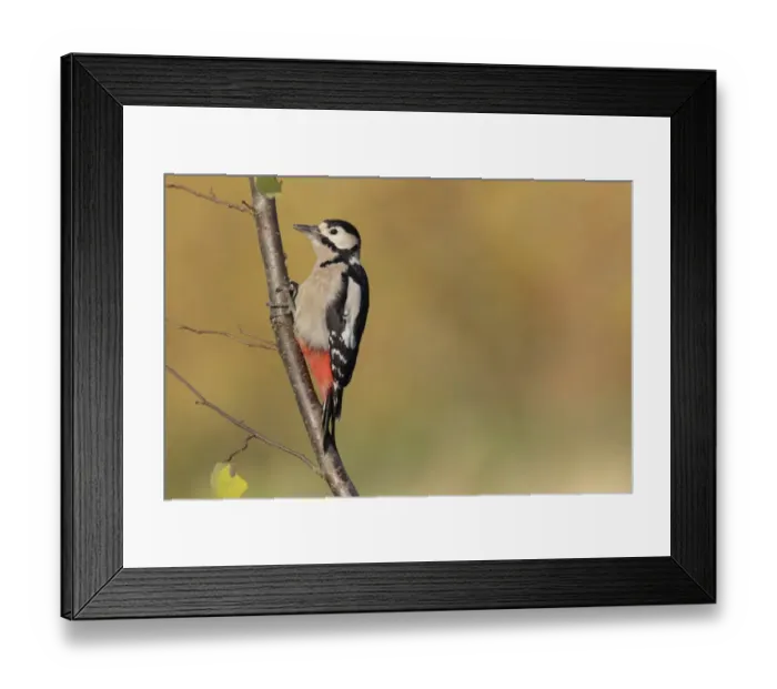 Framed Print : Great Spotted Woodpecker (Dendrocopos major) adult female, foraging on Common Hazel (Corylus avellana) branch Framed Print : Great Spotted Woodpecker (Dendrocopos major) adult female, foraging on Common Hazel (Corylus avellana) branch