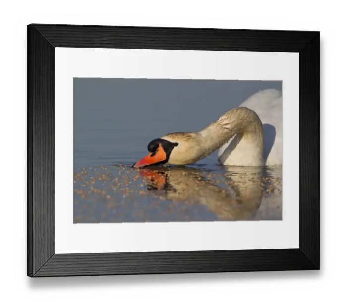 Framed Print : Mute Swan (Cygnus olor) adult male, surface feeding on wheat seeds in pond, Suffolk, England, April Framed Print : Mute Swan (Cygnus olor) adult male, surface feeding on wheat seeds in pond, Suffolk, England, April