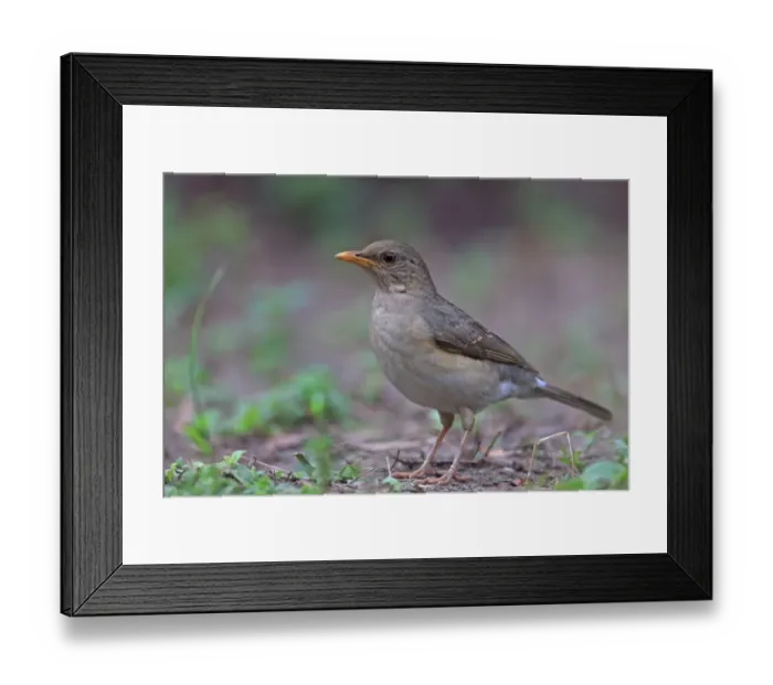 Framed Print : African Thrush (Turdus pelios chiguancoides) adult, standing on ground, Gambia, January Framed Print : African Thrush (Turdus pelios chiguancoides) adult, standing on ground, Gambia, January