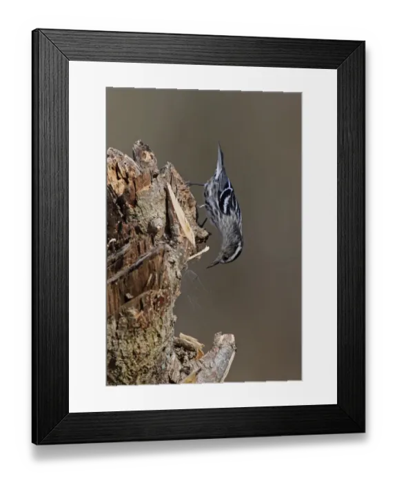 Framed Print : Black-and-white Warbler (Mniotilta varia) adult female, inspecting spider web on stump, La Belen, Camaguey Province Framed Print : Black-and-white Warbler (Mniotilta varia) adult female, inspecting spider web on stump, La Belen, Camaguey Province