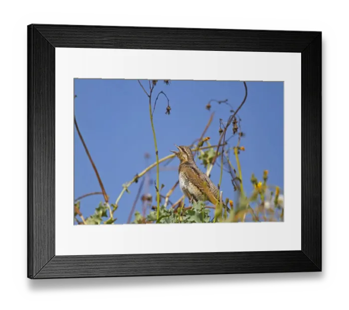 Framed Print : Eurasian Wryneck (Jynx torquilla) juvenile, autumn migrant, with beak open Framed Print : Eurasian Wryneck (Jynx torquilla) juvenile, autumn migrant, with beak open