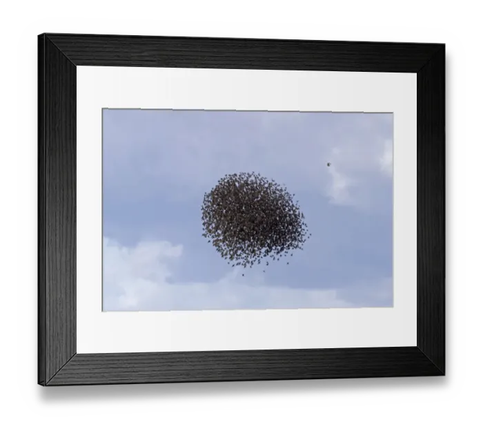 Framed Print : Common Starling (Sturnus vulgaris) and Spotless Starling (Sturnus unicolor) flock, in flight Framed Print : Common Starling (Sturnus vulgaris) and Spotless Starling (Sturnus unicolor) flock, in flight