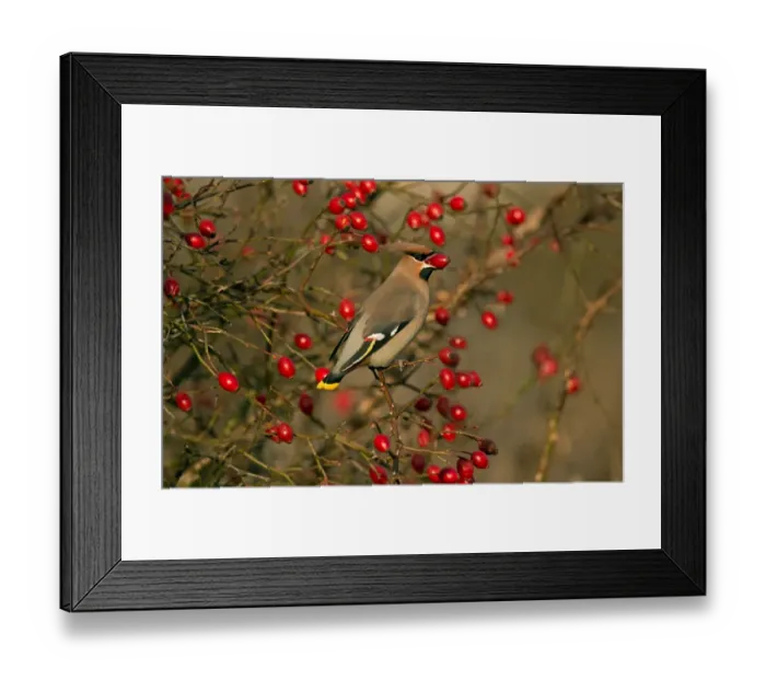 Framed Print : Bohemian Waxwing (Bombycilla garrulus) adult, feeding on rosehips, Merseyside, England, December Framed Print : Bohemian Waxwing (Bombycilla garrulus) adult, feeding on rosehips, Merseyside, England, December