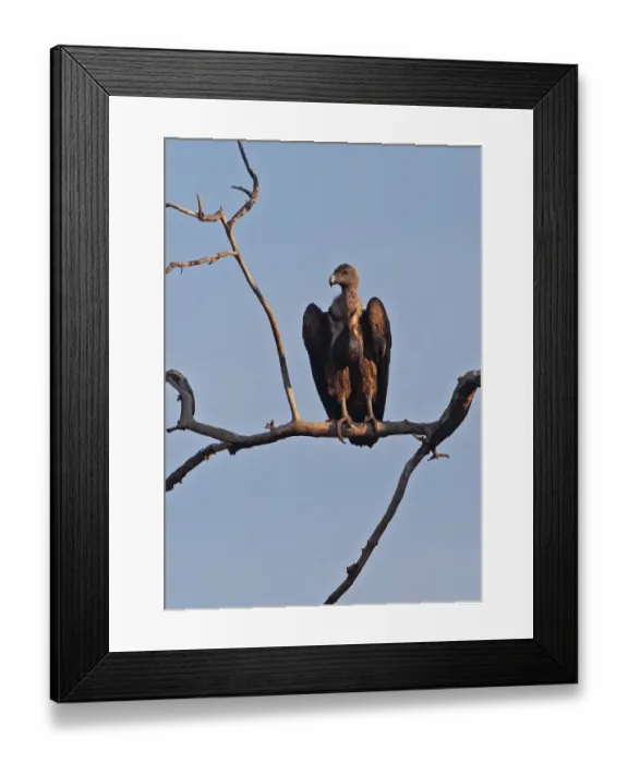 Framed Print : White-rumped Vulture (Gyps bengalensis) immature, with full crop, perched in dead tree, Veal Krous vulture restaurant Framed Print : White-rumped Vulture (Gyps bengalensis) immature, with full crop, perched in dead tree, Veal Krous vulture restaurant