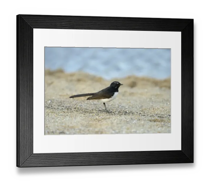Framed Print : Willie Wagtail (Rhipidura leucophrys) adult, standing on sandy beach, Queensland, Australia, November