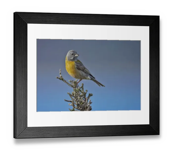 Framed Print : Grey-hooded Sierra-finch (Phrygilus gayi) adult male, perched on bush, Torres del Paine N. P Framed Print : Grey-hooded Sierra-finch (Phrygilus gayi) adult male, perched on bush, Torres del Paine N. P