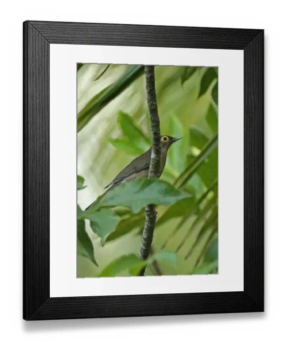 Framed Print : Spectacled Thrush (Turdus nudigenis nudigenis) adult, perched on branch, Fond Doux Plantation, St