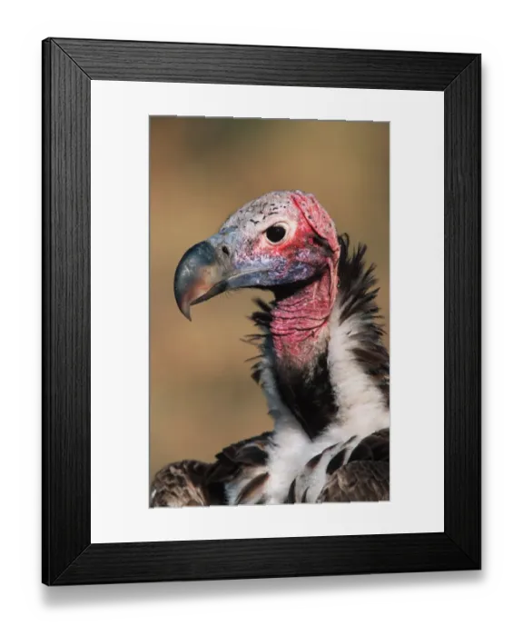 Framed Print : Lappet-faced Vulture (Torgos tracheliotus) adult, close-up of head and neck, Masai Mara National Reserve, Kenya Framed Print : Lappet-faced Vulture (Torgos tracheliotus) adult, close-up of head and neck, Masai Mara National Reserve, Kenya