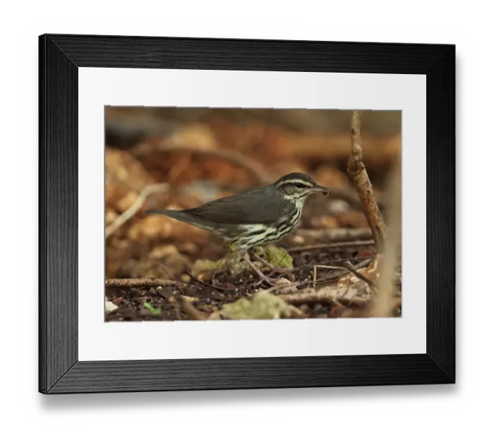 Framed Print : Northern Waterthrush (Seiurus noveboracensis) adult, feeding, standing on woodland floor, Zapata Peninsula Framed Print : Northern Waterthrush (Seiurus noveboracensis) adult, feeding, standing on woodland floor, Zapata Peninsula