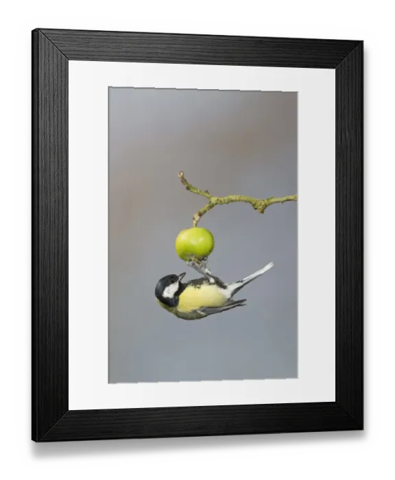 Framed Print : Great Tit (Parus major) adult, foraging for insects on crabapple fruit, Suffolk, England, September Framed Print : Great Tit (Parus major) adult, foraging for insects on crabapple fruit, Suffolk, England, September