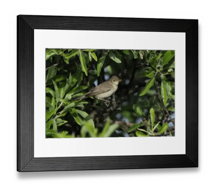 Framed Print : Eastern Olivaceous Warbler (Iduna pallida) adult, summer plumage, foraging in bush, Lemnos, Greece, May Framed Print : Eastern Olivaceous Warbler (Iduna pallida) adult, summer plumage, foraging in bush, Lemnos, Greece, May