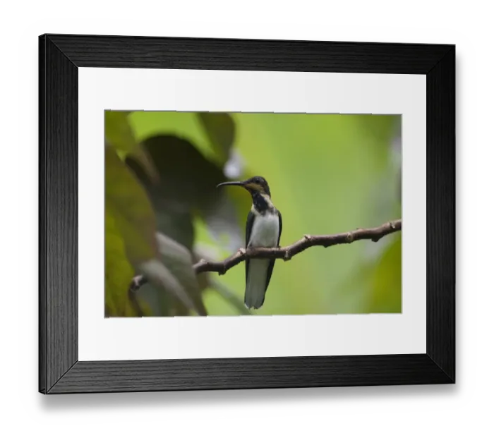 Framed Print : White-necked Jacobin (Florisuga mellivora) immature male, perched on twig, Tobago, Trinidad and Tobago, October Framed Print : White-necked Jacobin (Florisuga mellivora) immature male, perched on twig, Tobago, Trinidad and Tobago, October
