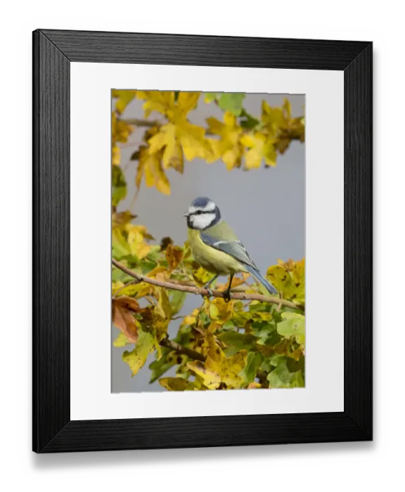 Framed Print : Blue Tit (Parus caeruleus) adult, perched on Field Maple (Acer campestre) twig amongst leaves in autumn colour Framed Print : Blue Tit (Parus caeruleus) adult, perched on Field Maple (Acer campestre) twig amongst leaves in autumn colour