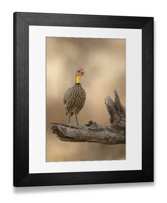 Framed Print : Yellow-necked Spurfowl (Pternistis leucoscepus) adult, calling, perched on branch, Samburu National Reserve, Kenya Framed Print : Yellow-necked Spurfowl (Pternistis leucoscepus) adult, calling, perched on branch, Samburu National Reserve, Kenya