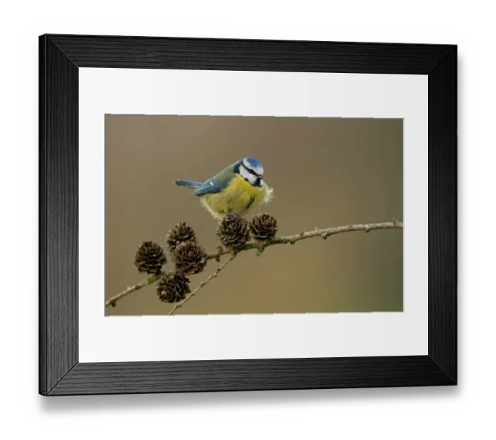 Framed Print : Blue Tit (Parus caeruleus) adult, perched on Larch (Larix sp. ) cones, Cheshire, England, March Framed Print : Blue Tit (Parus caeruleus) adult, perched on Larch (Larix sp. ) cones, Cheshire, England, March