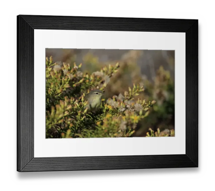 Framed Print : Willow Warbler (Phylloscopus trochilus) adult, on autumn migration, perched on bush, Portugal, October Framed Print : Willow Warbler (Phylloscopus trochilus) adult, on autumn migration, perched on bush, Portugal, October