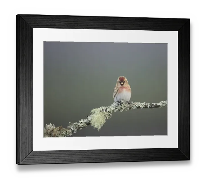 Framed Print : Lesser Redpoll (Carduelis cabaret) adult male, perched on lichen covered twig, Scotland, February Framed Print : Lesser Redpoll (Carduelis cabaret) adult male, perched on lichen covered twig, Scotland, February