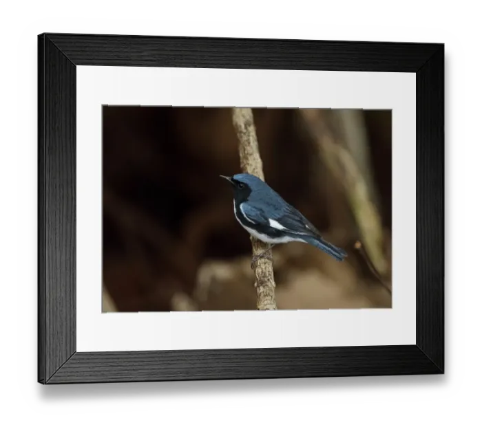 Framed Print : Black-throated Blue Warbler (Dendroica caerulescens) adult male, perched on twig, Zapata Peninsula, Matanzas Province Framed Print : Black-throated Blue Warbler (Dendroica caerulescens) adult male, perched on twig, Zapata Peninsula, Matanzas Province