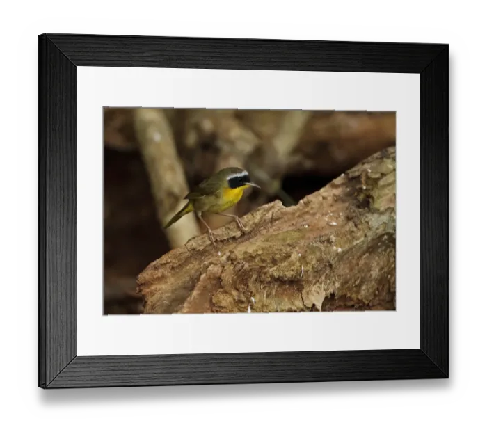 Framed Print : Common Yellowthroat (Geothlypis trichas) adult male, perched on log, Zapata Peninsula, Matanzas Province, Cuba, March Framed Print : Common Yellowthroat (Geothlypis trichas) adult male, perched on log, Zapata Peninsula, Matanzas Province, Cuba, March